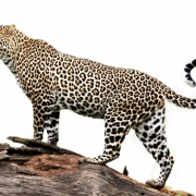 Jaguar Animal Png Bild HD