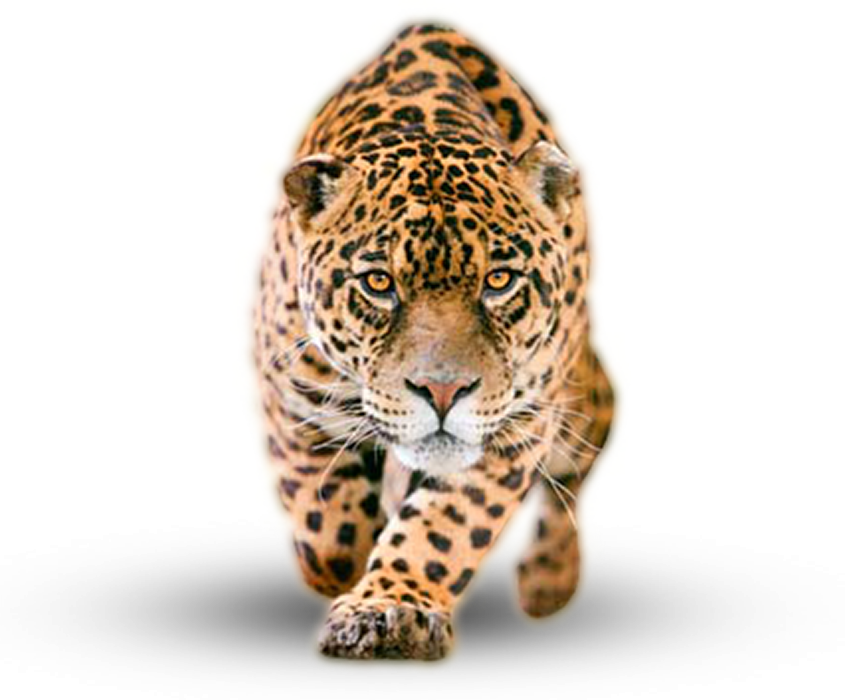 Jaguar Animal PNG Images HD - PNG All