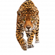 Jaguar Animal PNG Foto