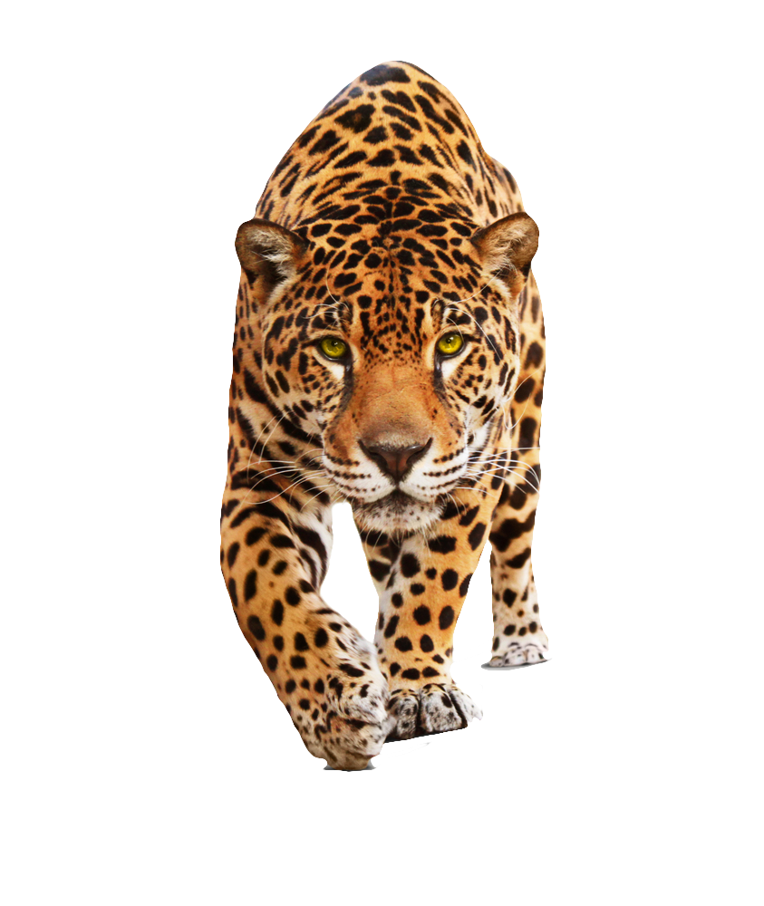 Jaguar Animal PNG Photo