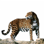 Jaguar hayvan yırtıcısı arka plan yok