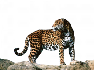Jaguar Animal Predator No Background