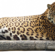 Jaguar hewan predator png clipart