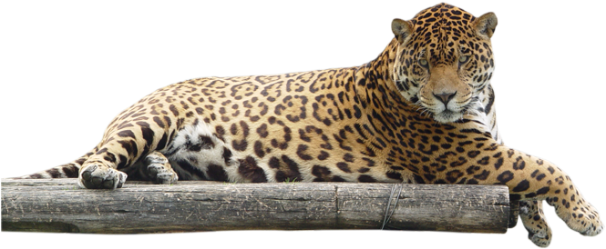 Jaguar Hayvan Predator Png Clipart
