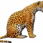 Jaguar Animal Predator PNG -uitsparing