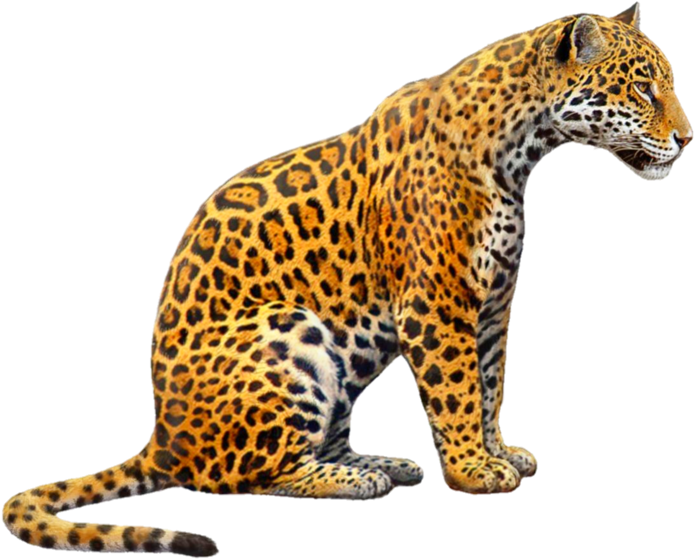 Jaguar Animal Predator PNG Cutout