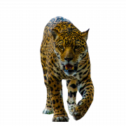 Jaguar Animal Predator PNG Imagen libre