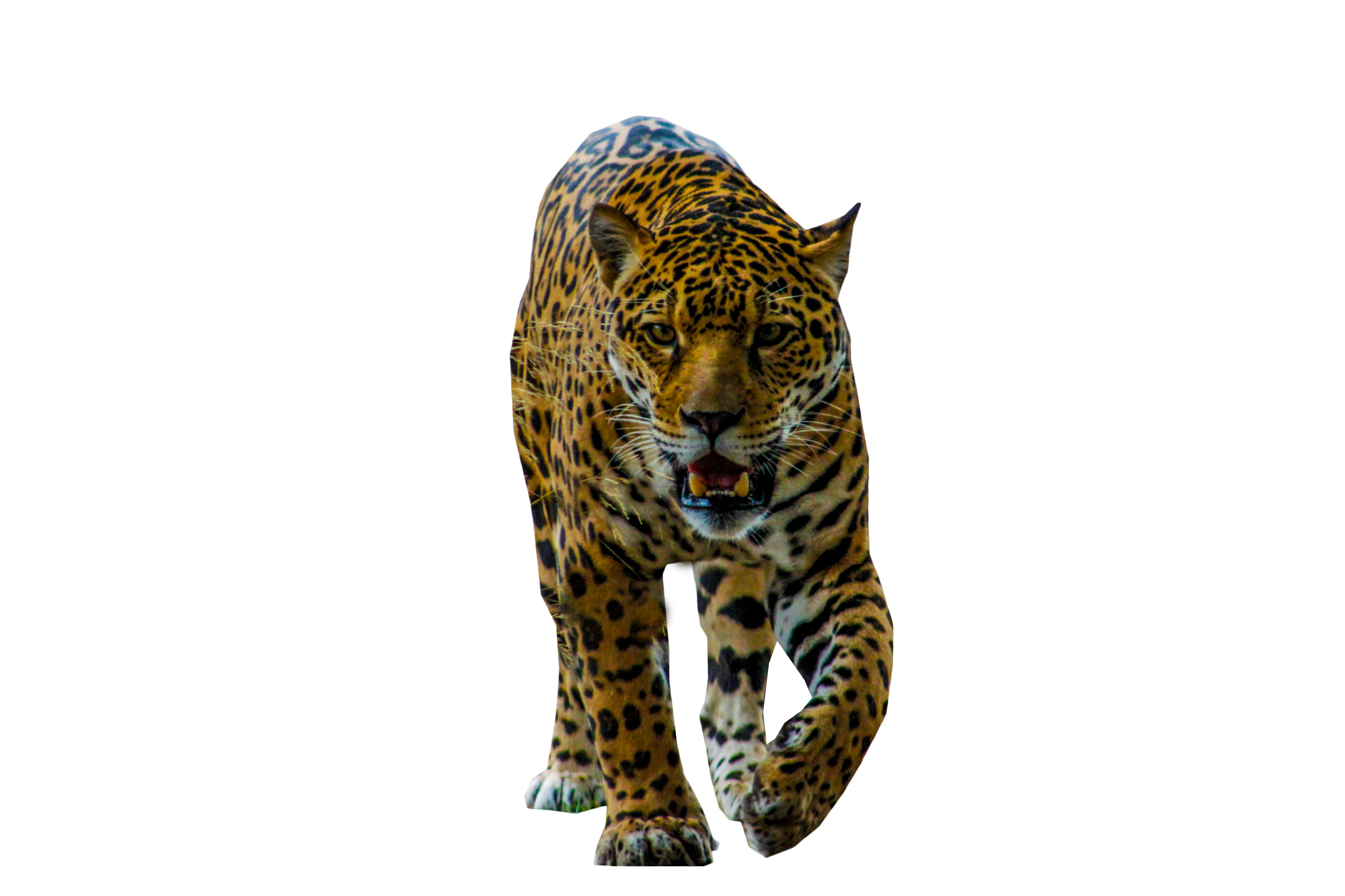 Jaguar Animal Predator PNG صورة حرة