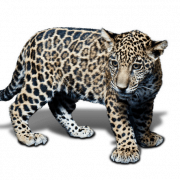 Jaguar Animal Predator PNG Bild HD
