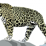 Jaguar Animal Predator PNG Imágenes