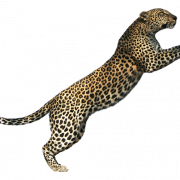 Jaguar Animal Predator PNG Mga Larawan HD