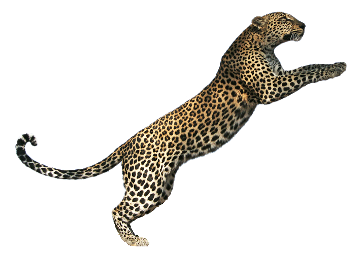 Jaguar Animal Predator PNG Images HD