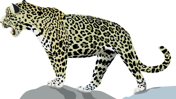 Jaguar Animal Predator PNG Images