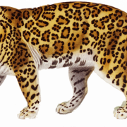Jaguar Hayvan Predator Png Pic