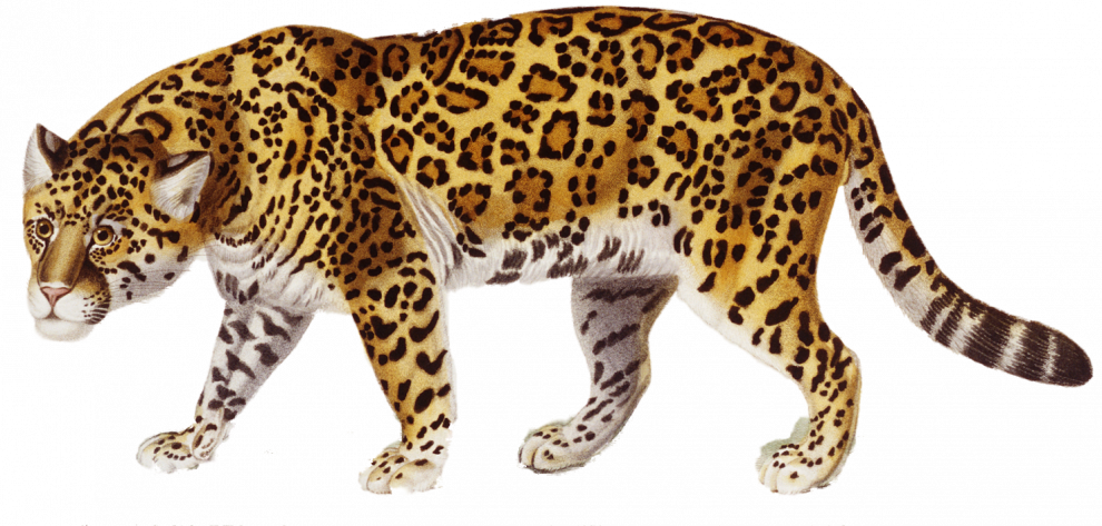Jaguar Animal Predator PNG Pic
