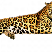 Jaguar Hayvan Predator PNG resmi
