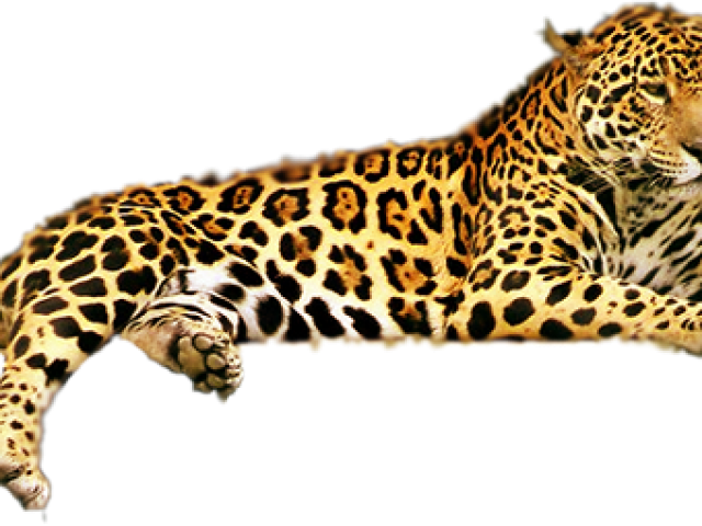 Jaguar Animal Predator PNG Picture