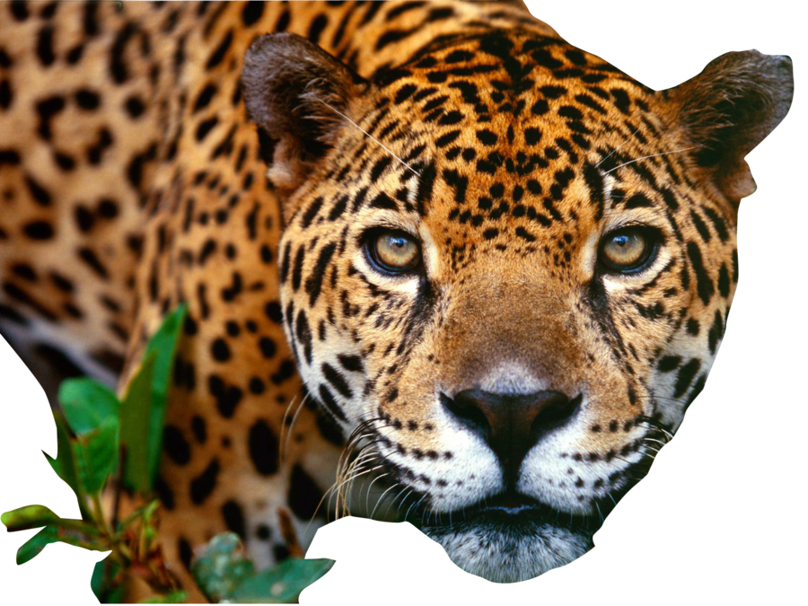 Jaguar Animal Predator PNG