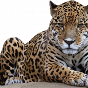 Animal jaguar transparente