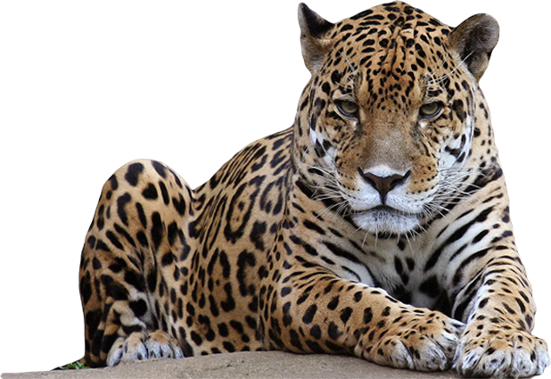 Jaguar Animal Transparent