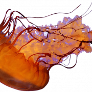 قنديل البحر PNG قصاصات فنية