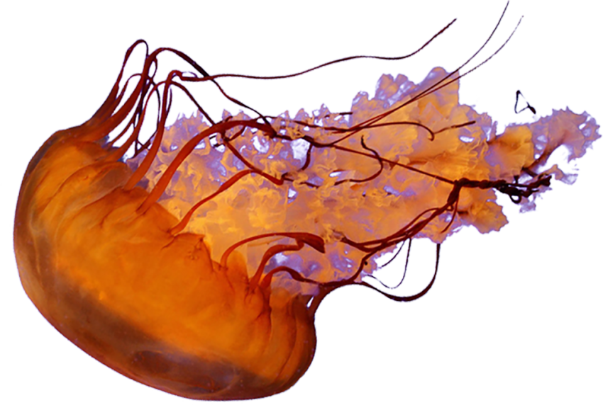 Jellyfish PNG Clipart