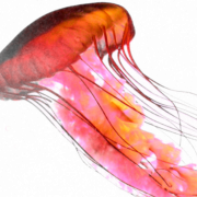 Медуза PNG вырез