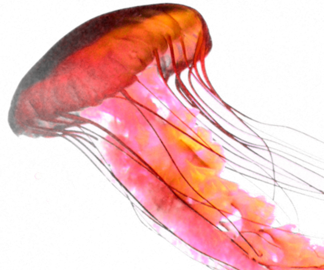 Jellyfish PNG Cutout