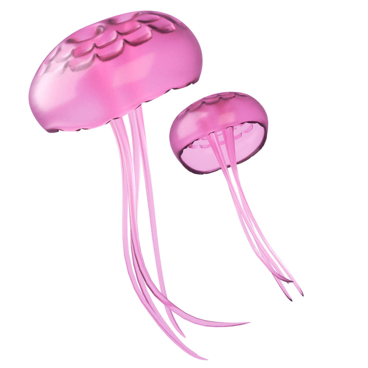 Jellyfish PNG File