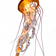 قناديل البحر PNG صورة مجانية