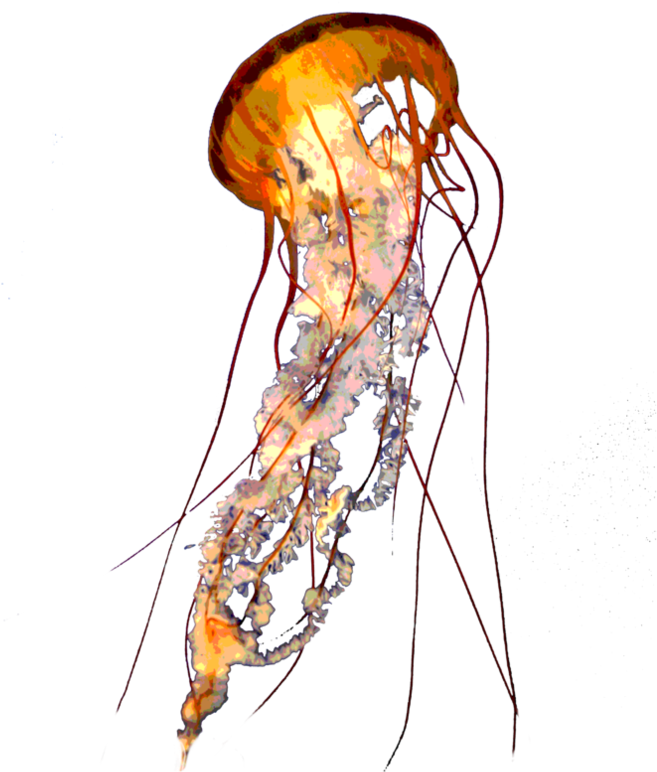 Jellyfish PNG Free Image