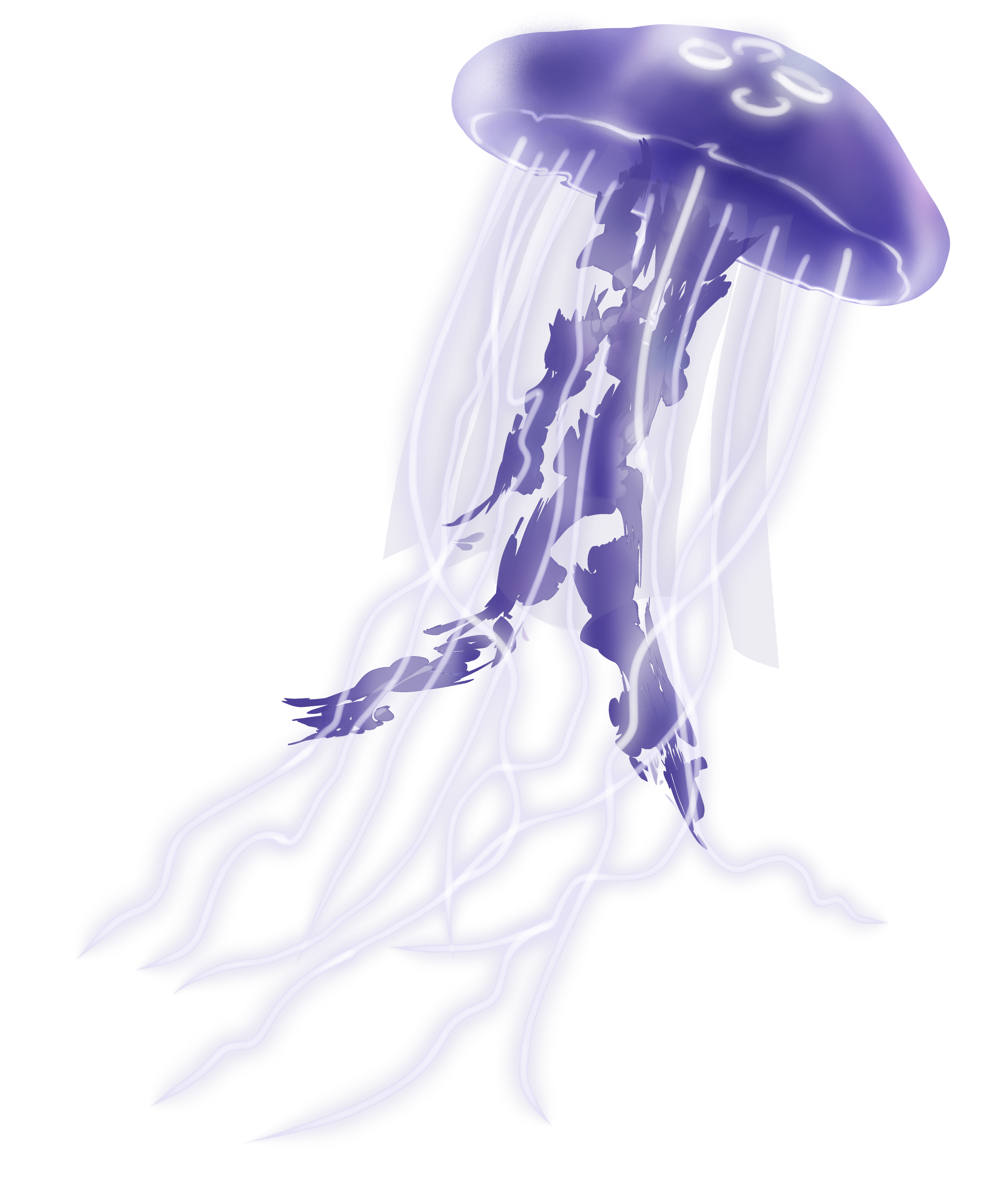 Jellyfish PNG HD Image