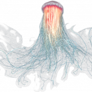 Файл изображения медузы PNG