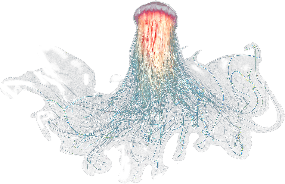 Jellyfish PNG Image File