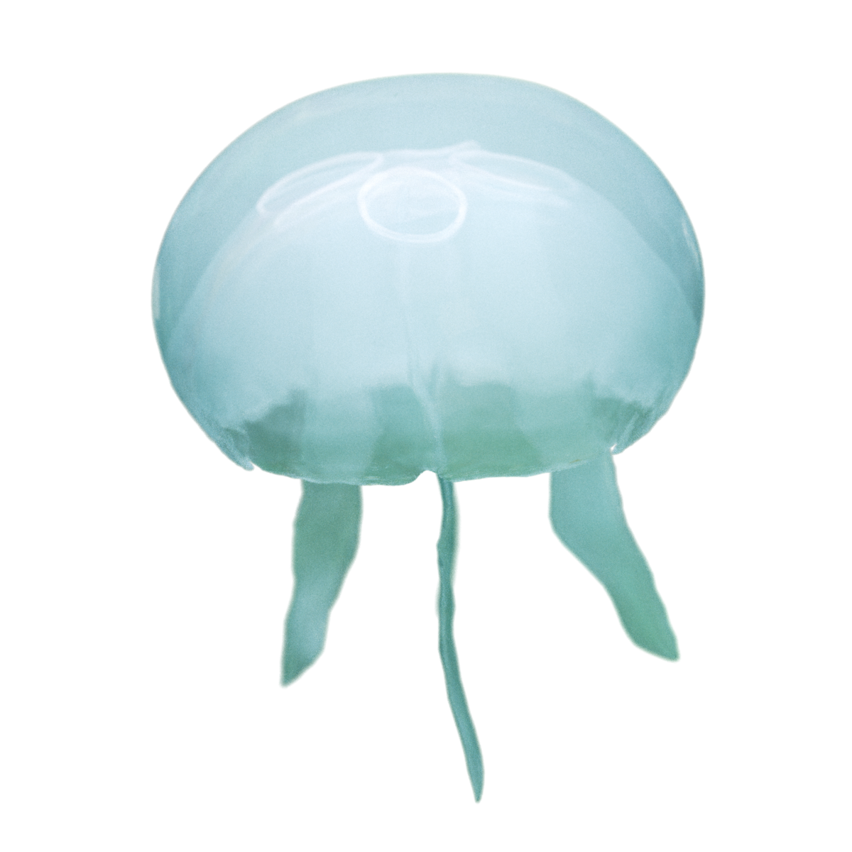 Jellyfish PNG Image