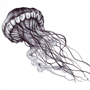 Immagini PNG di Medusa
