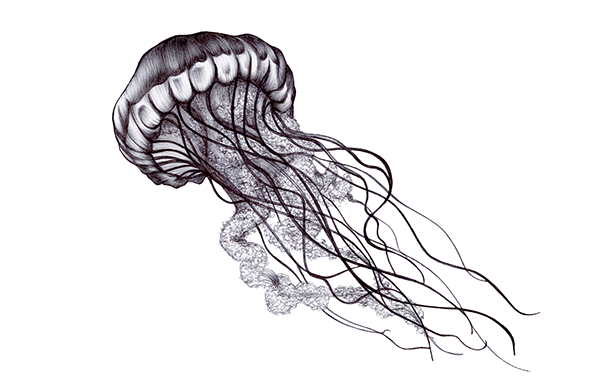 Jellyfish PNG Images