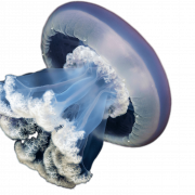 Медуза PNG фото