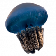 Медуза прозрачная