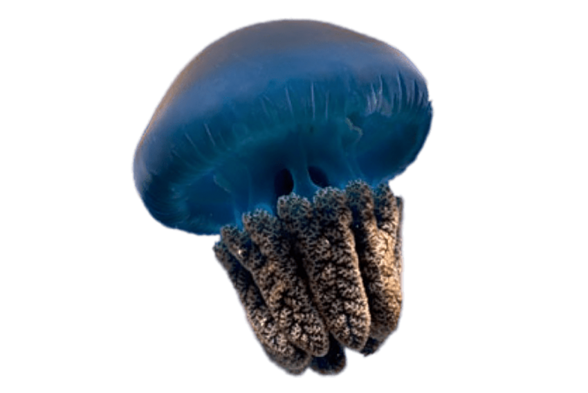 Jellyfish Transparent
