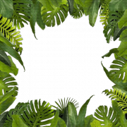Jungle Grens PNG