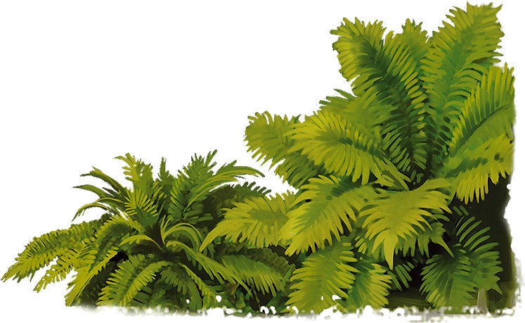 Jungle Forest PNG Cutout