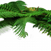 Jungle Forest PNG File