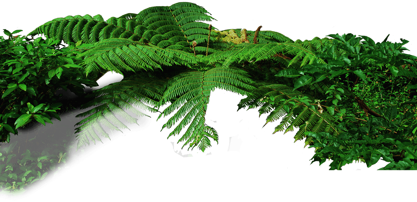 Jungle Forest PNG File