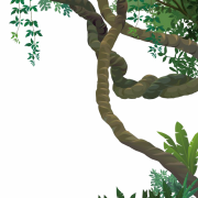 Jungle Image Forest Png HD
