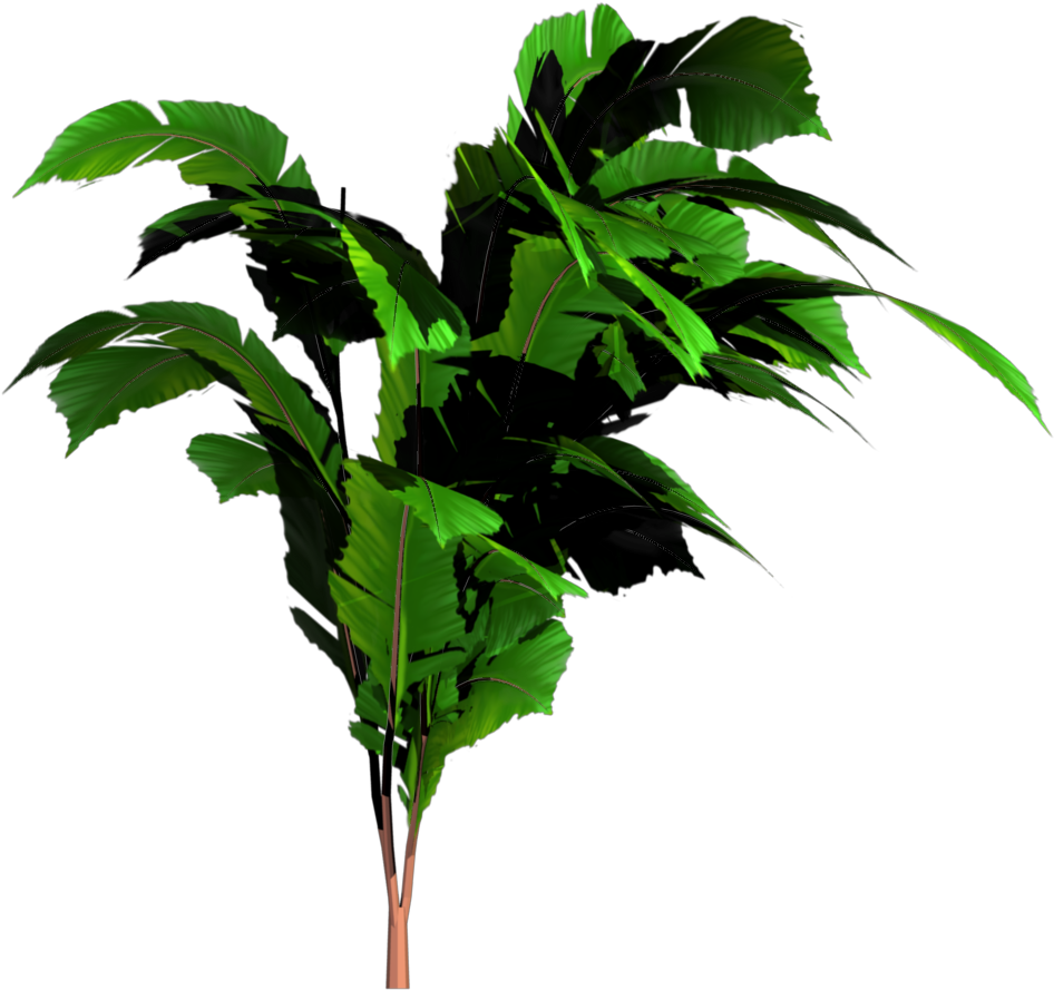 Jungle Forest PNG Image