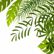 Jungle Forest PNG Picture