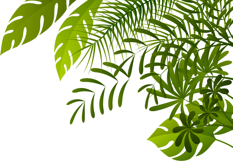 Jungle Forest PNG Picture
