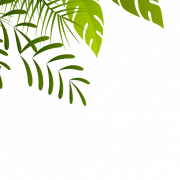Dschungelpng -Ausschnitt