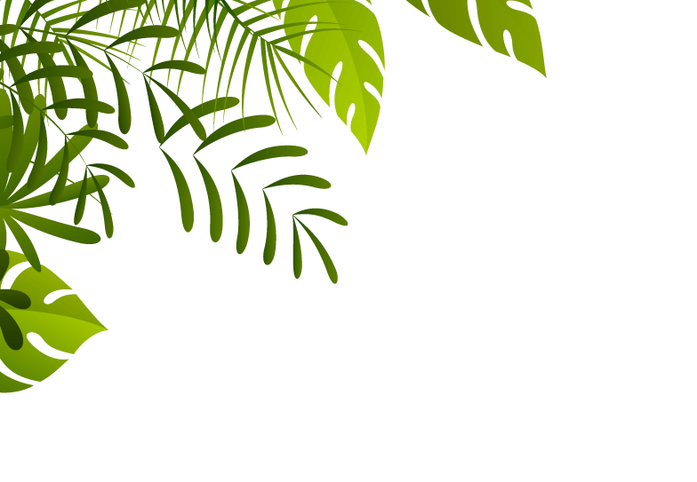 Jungle PNG Cutout
